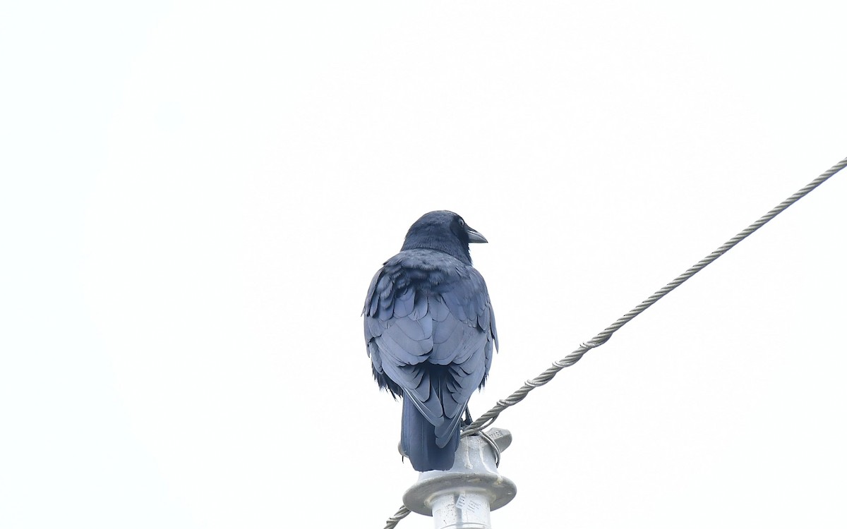 ウオガラス - ML646603611