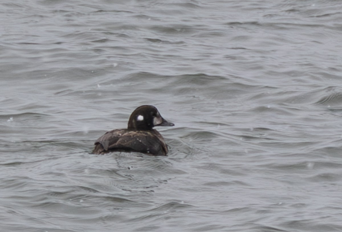 Palyaço Ördeği - ML646603615