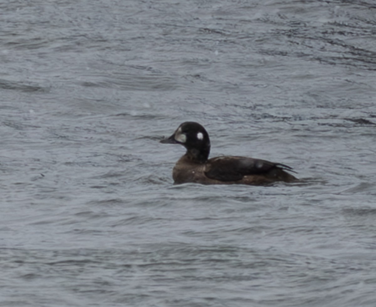 Palyaço Ördeği - ML646603616