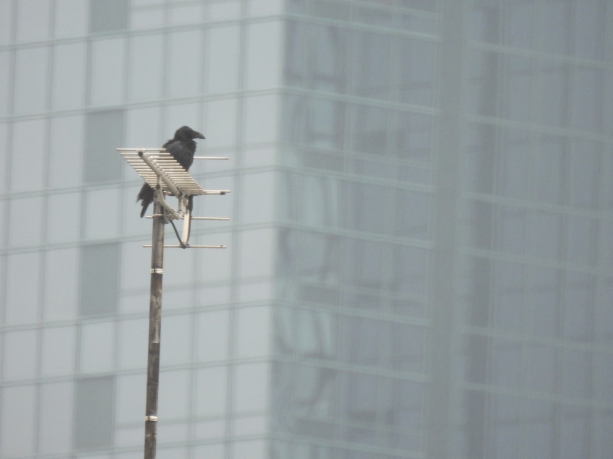 Large-billed Crow (Large-billed) - ML646603617