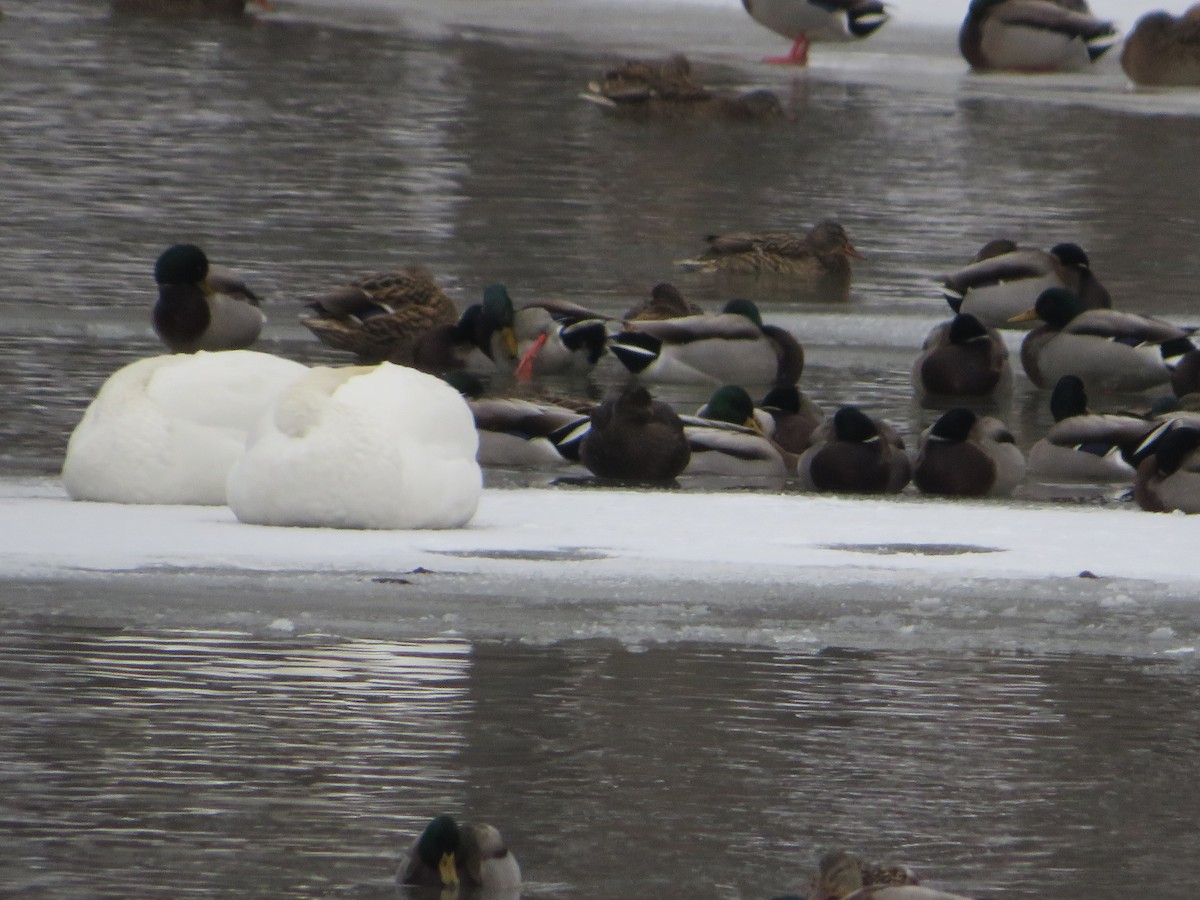 American Black Duck - ML646603629