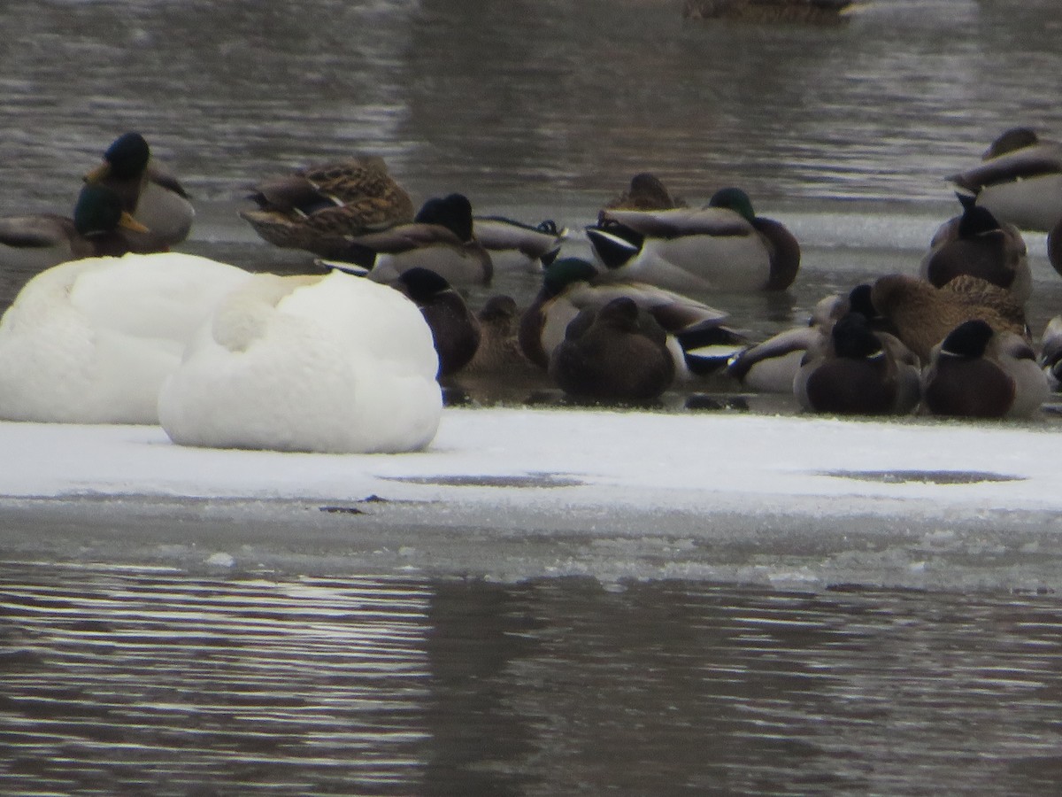 American Black Duck - ML646603630