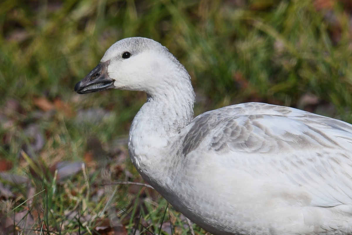 Snow Goose - ML646603631