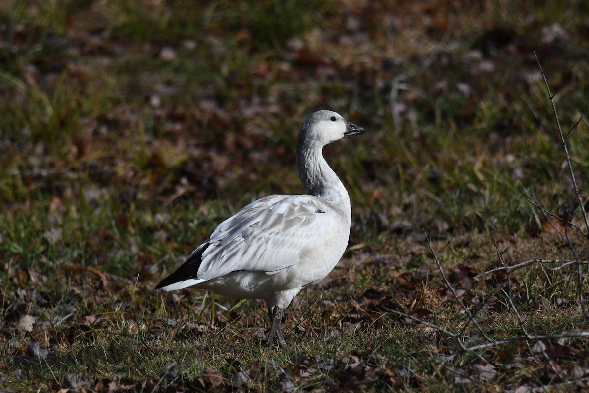 Snow Goose - ML646603633
