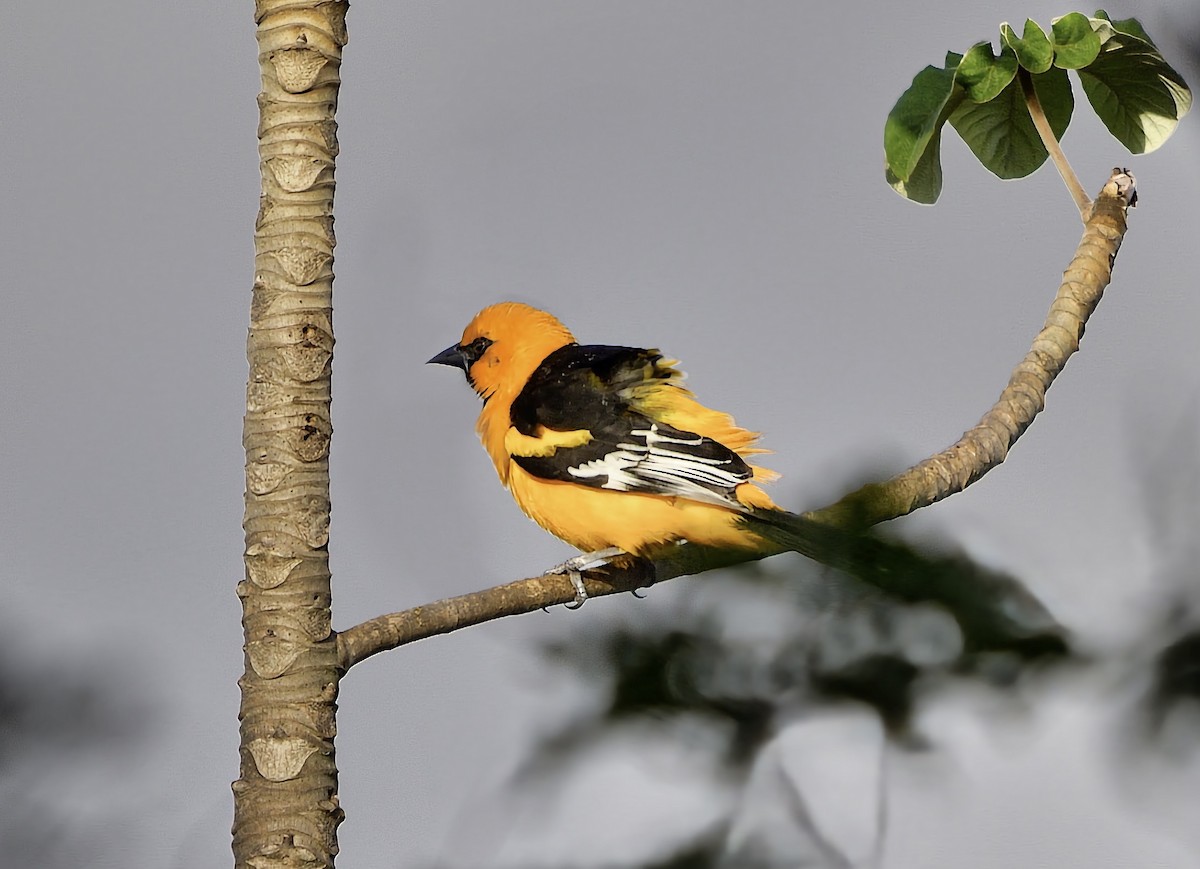 Altamira Oriole - ML646603634
