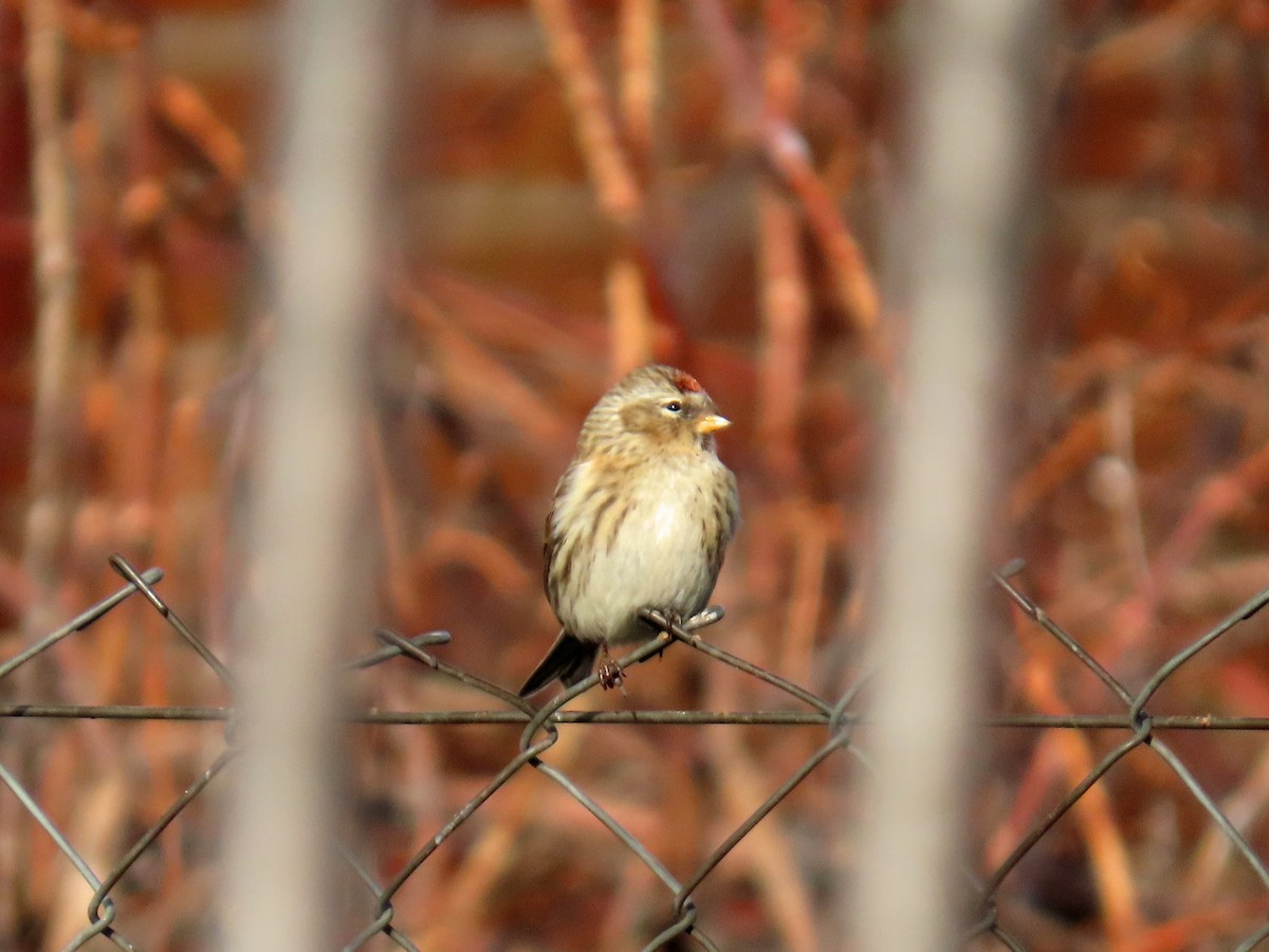 Redpoll (Lesser) - ML646603636