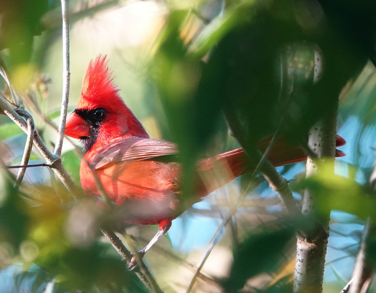 Rotkardinal - ML646603637