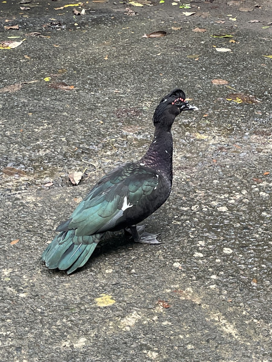 Muscovy Duck (Domestic type) - ML646603639