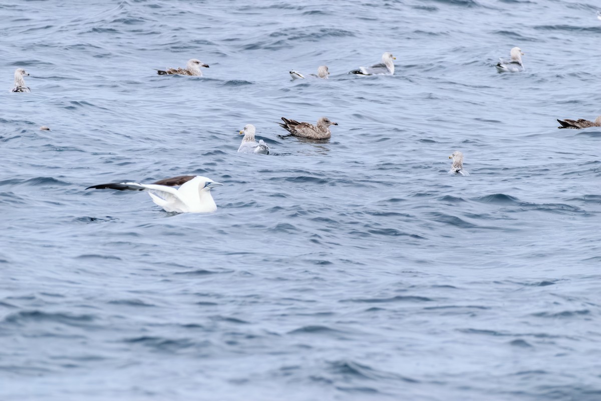 racek americký - ML646603640