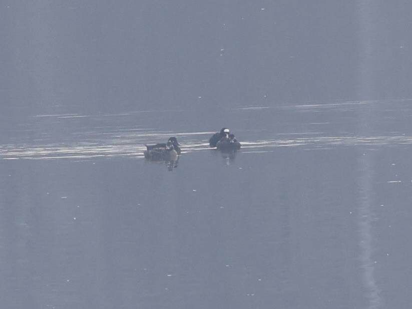 turpan pestrozobý - ML646603641