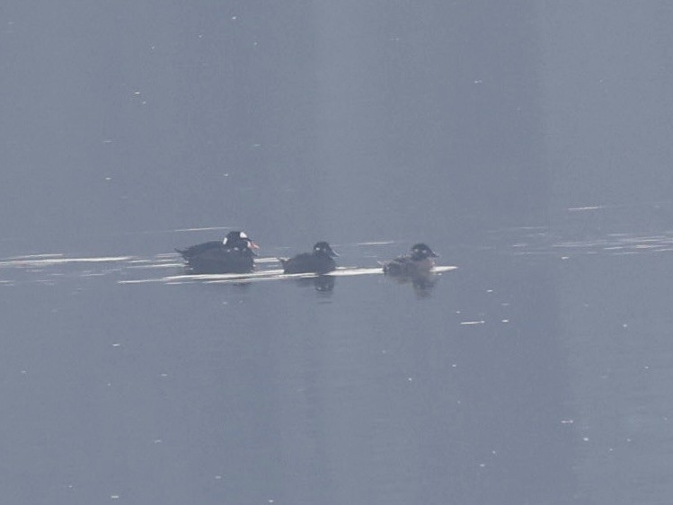 turpan pestrozobý - ML646603645