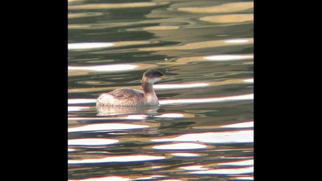 Red-necked Grebe - ML646603654