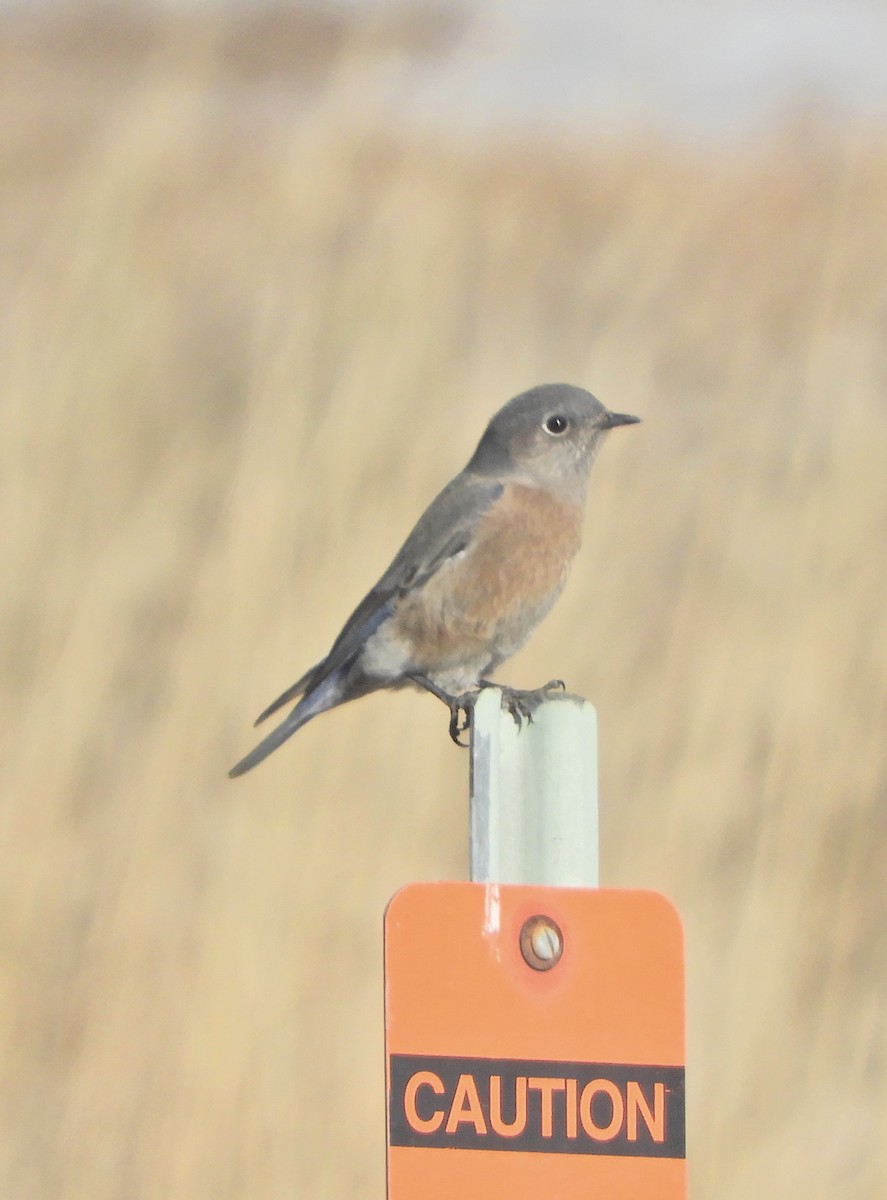 Western Bluebird - ML646603655