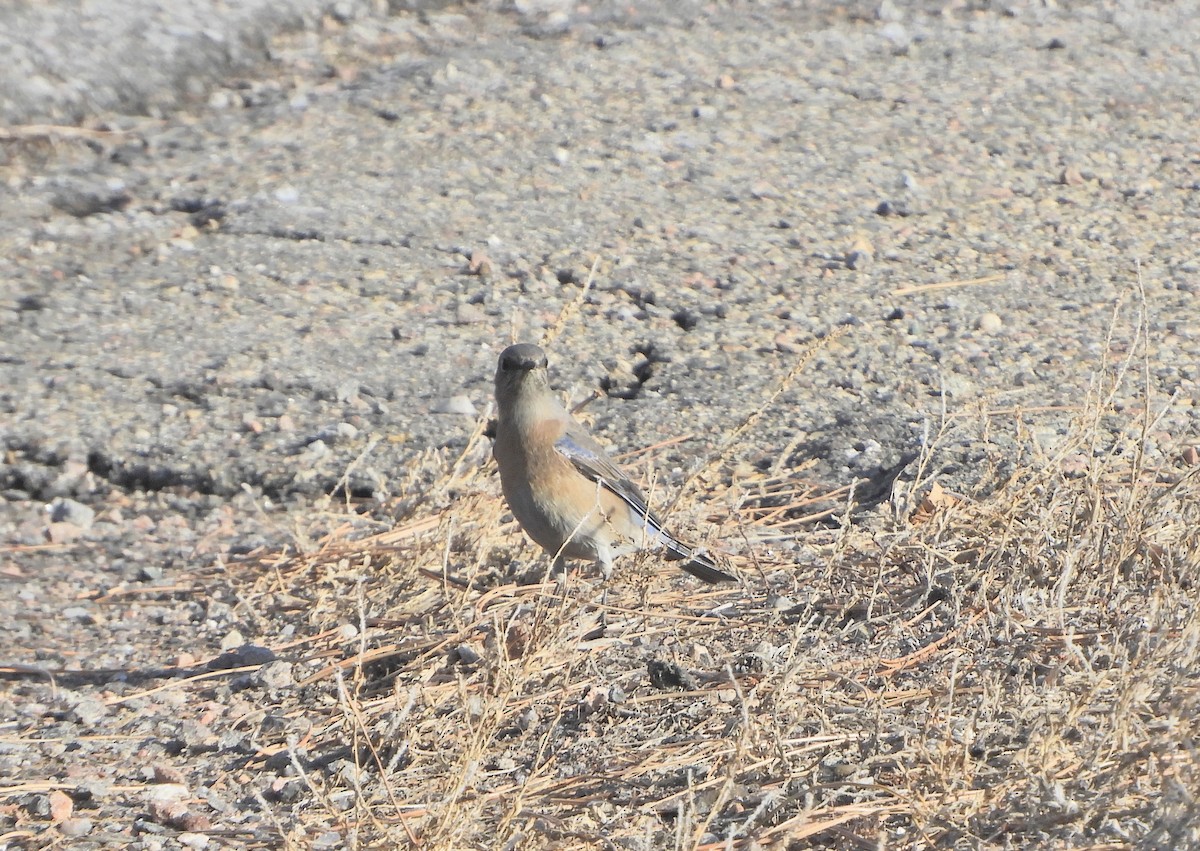 Western Bluebird - ML646603656