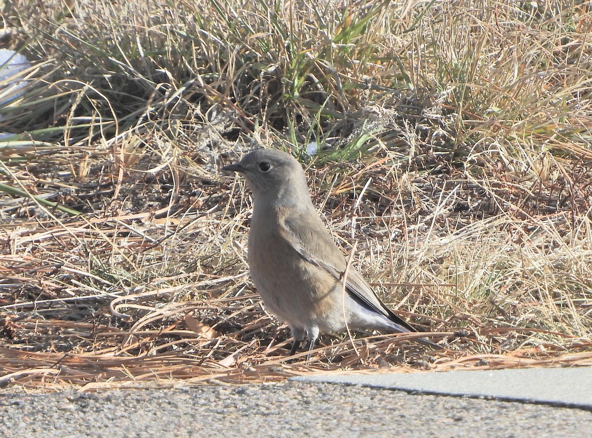Western Bluebird - ML646603657