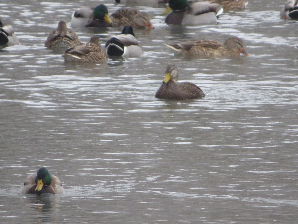 American Black Duck - ML646603662