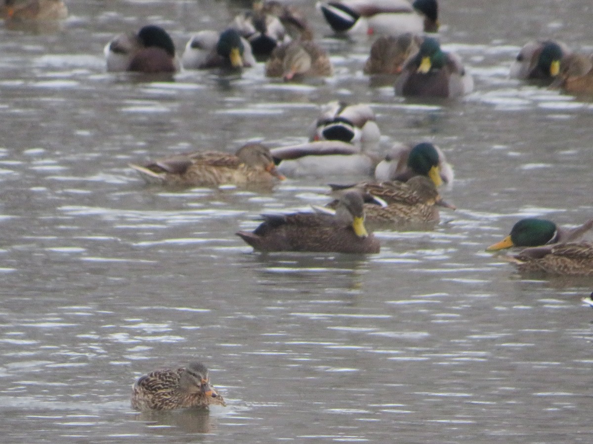 American Black Duck - ML646603663