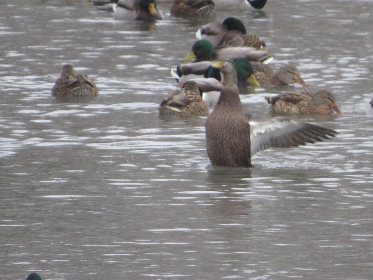 American Black Duck - ML646603664