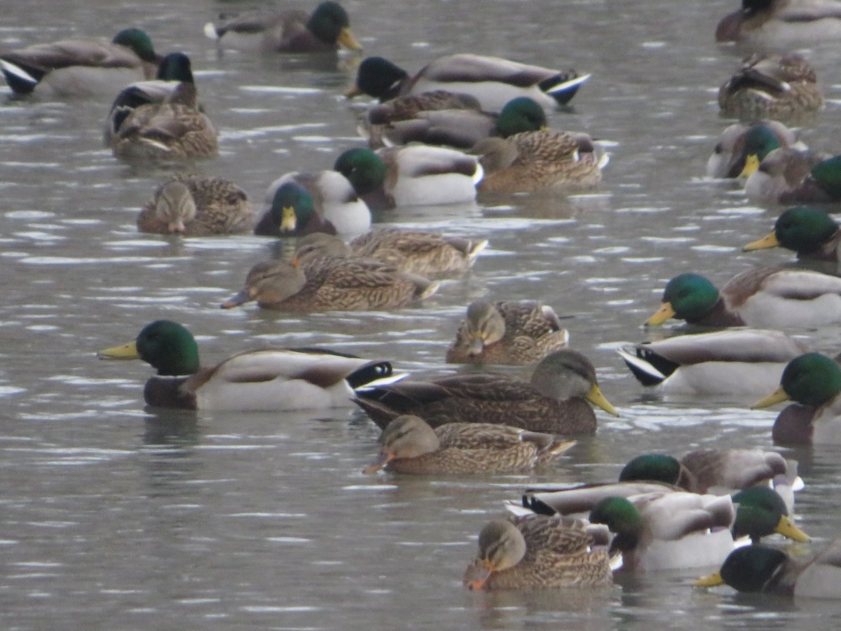 American Black Duck - ML646603665