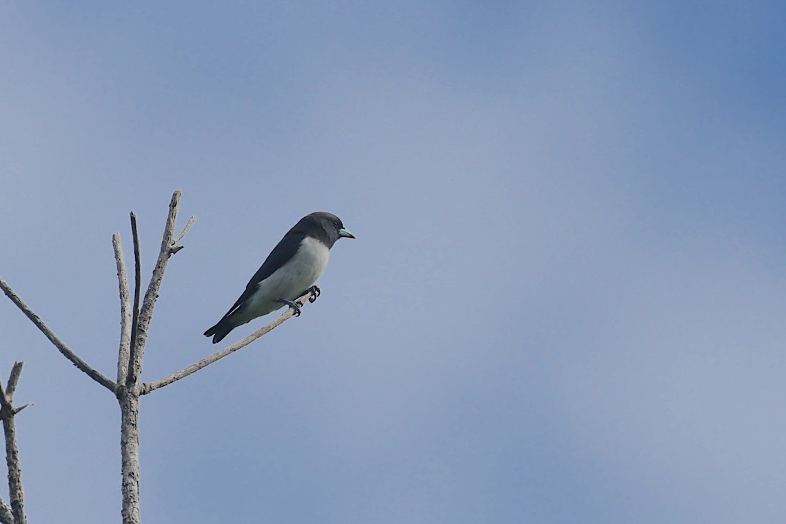 Artamo Ventriblanco - ML646603666