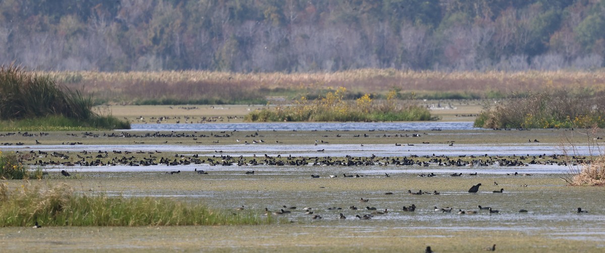 American Coot - ML646603667