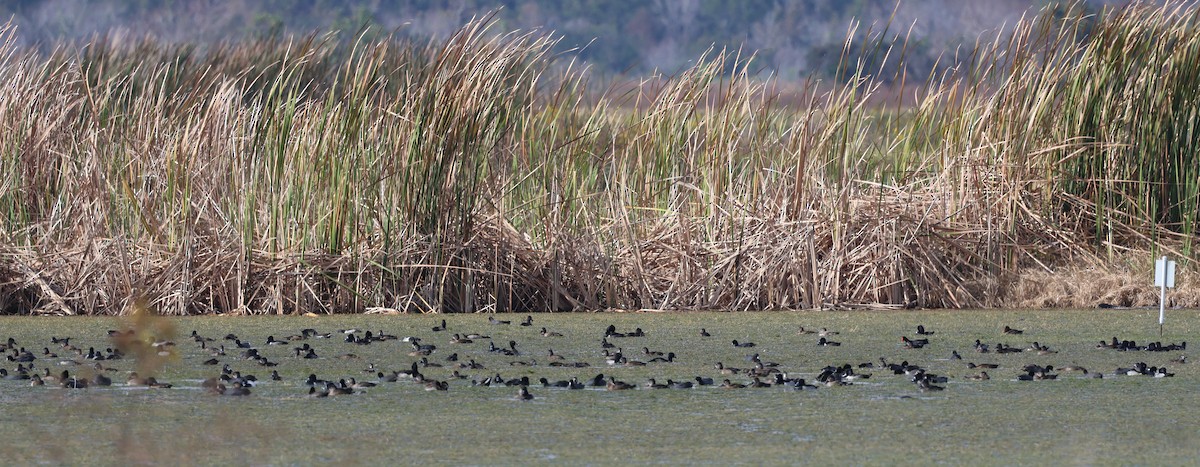 American Coot - ML646603668