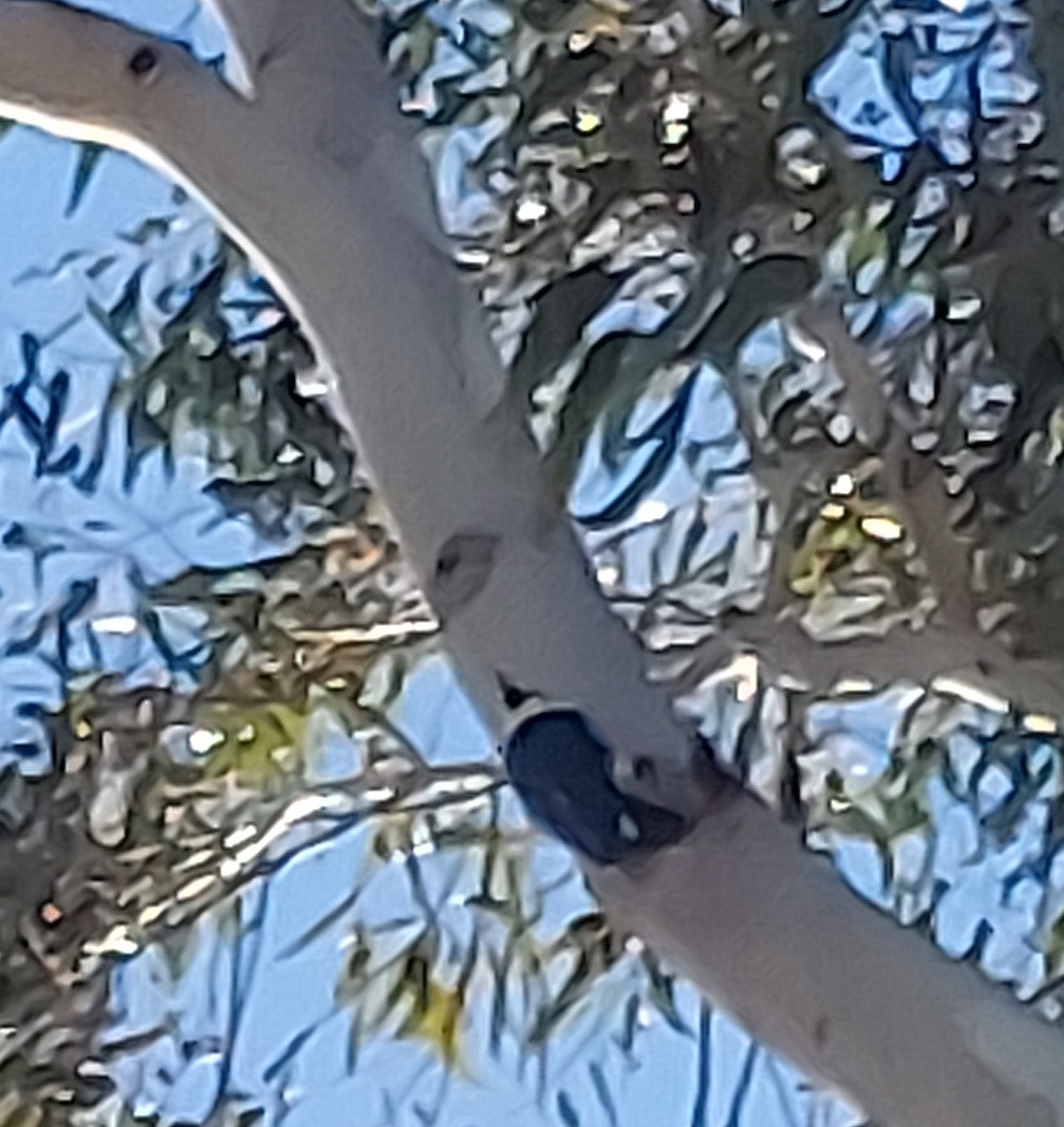 Acorn Woodpecker - ML646603674