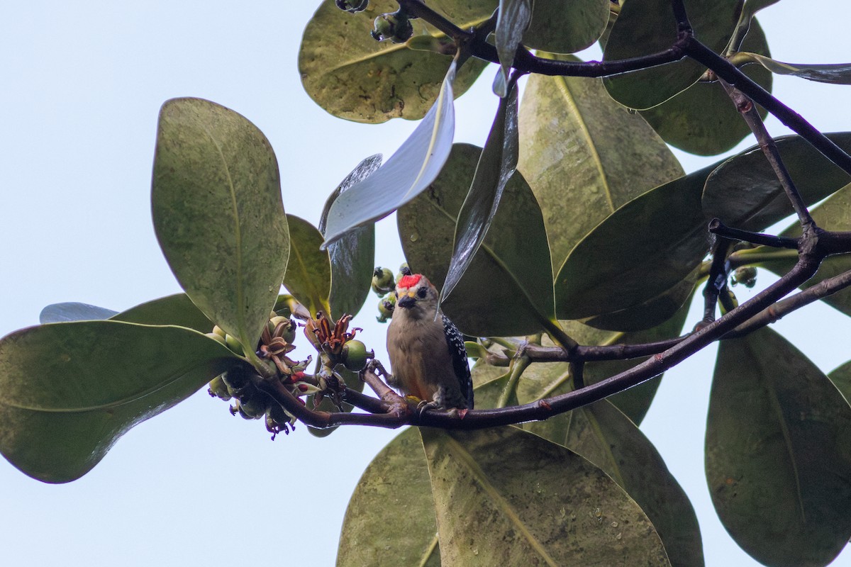 Red-crowned Woodpecker - ML646603675