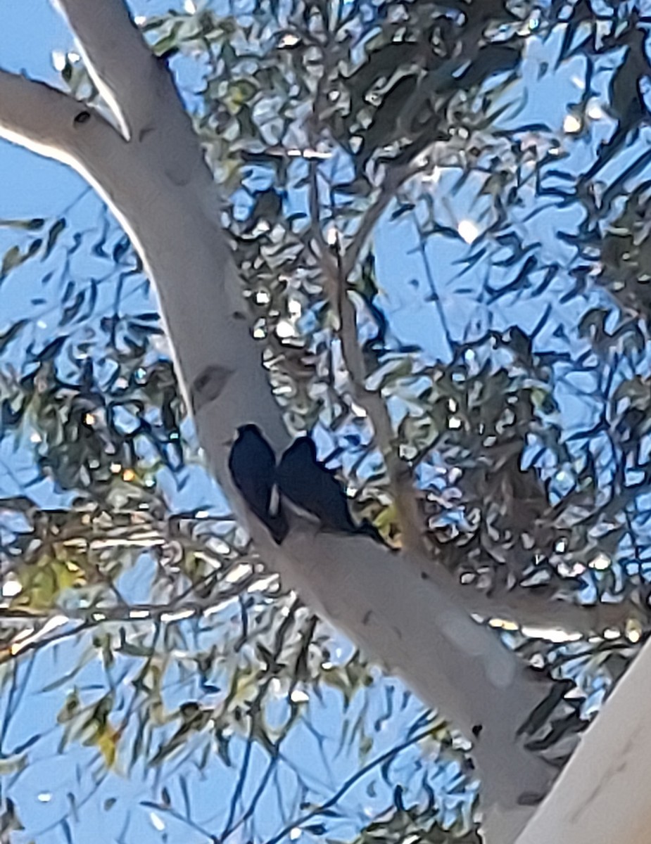 Acorn Woodpecker - ML646603676
