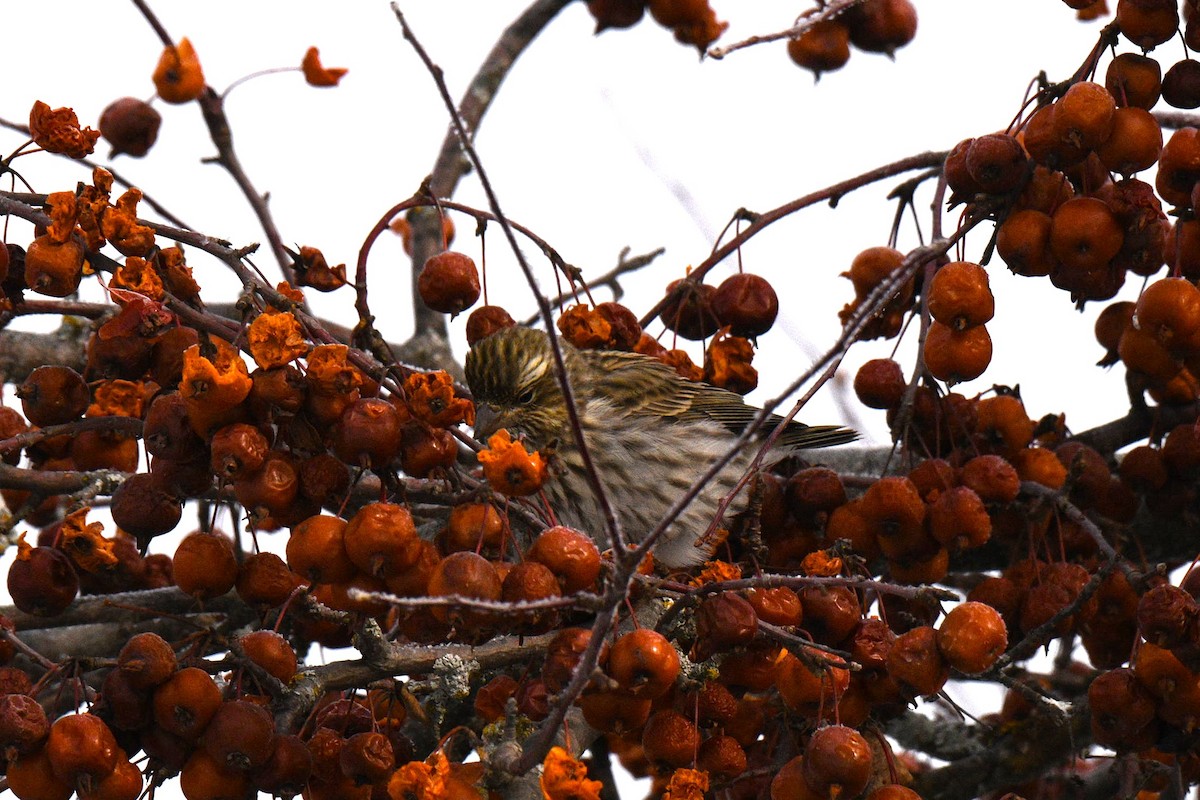 Cassin's Finch - ML646603684