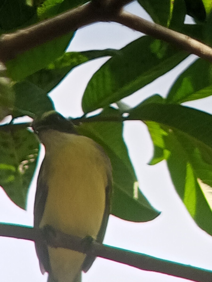 Красношапочный бентеви - ML646603690