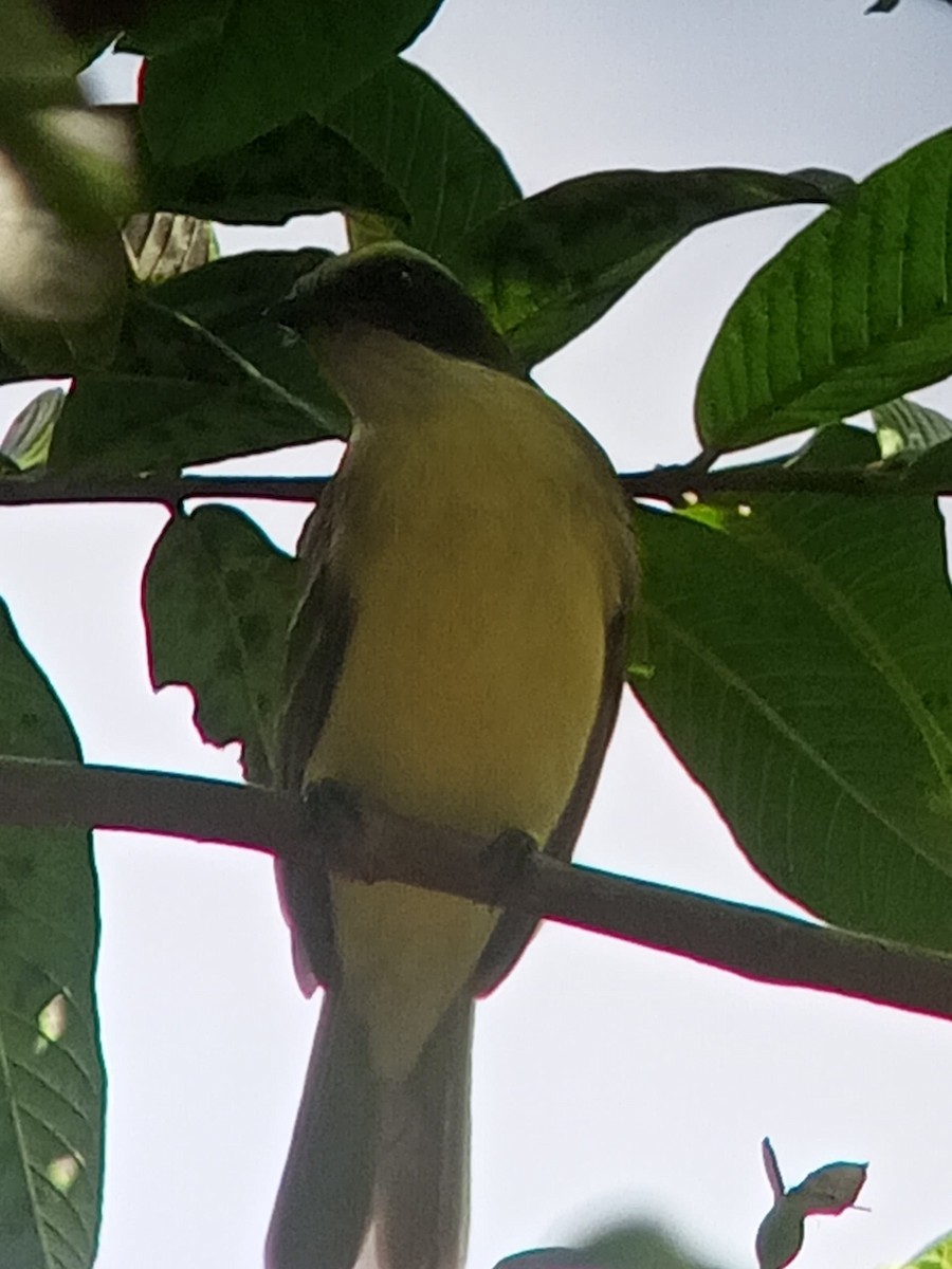 Красношапочный бентеви - ML646603691