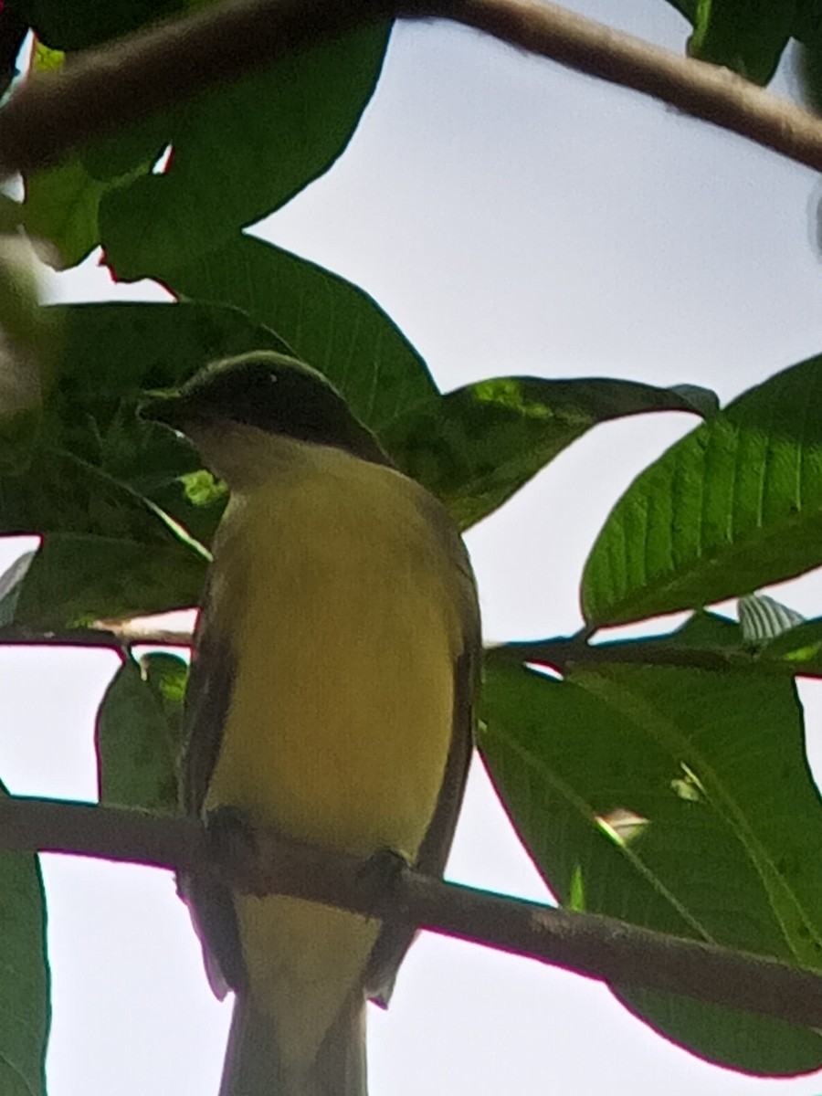 Красношапочный бентеви - ML646603692