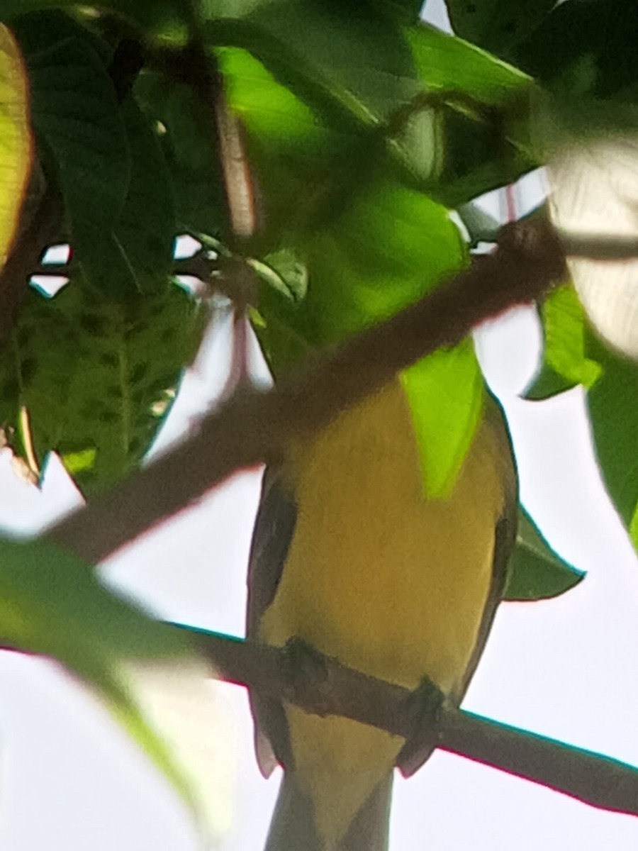 Красношапочный бентеви - ML646603693