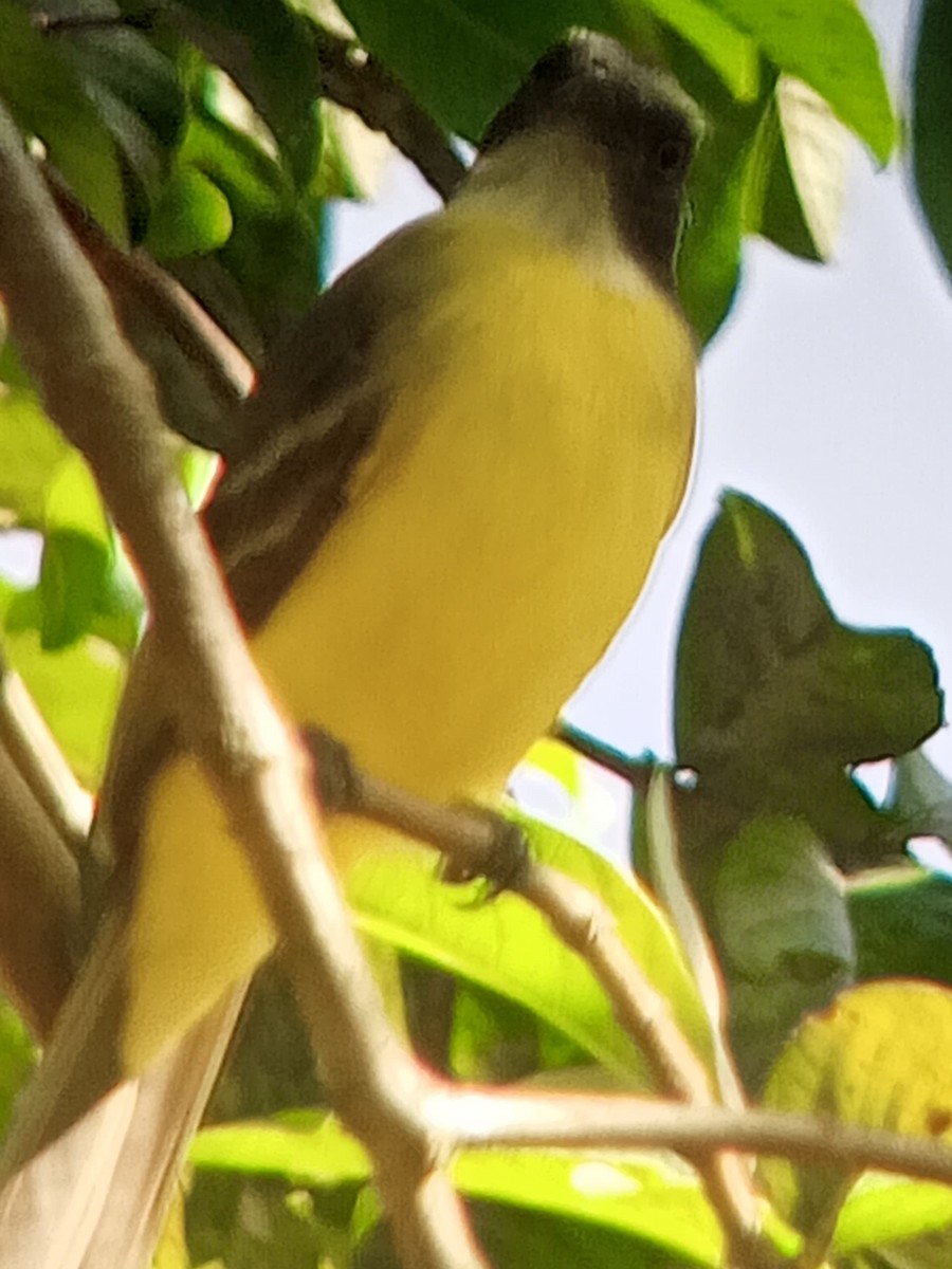 Красношапочный бентеви - ML646603694