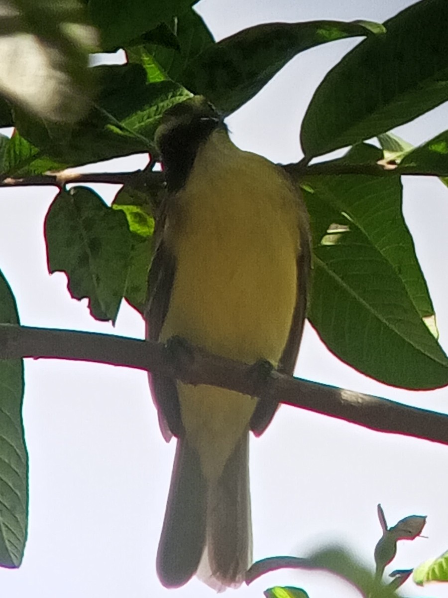 Красношапочный бентеви - ML646603695