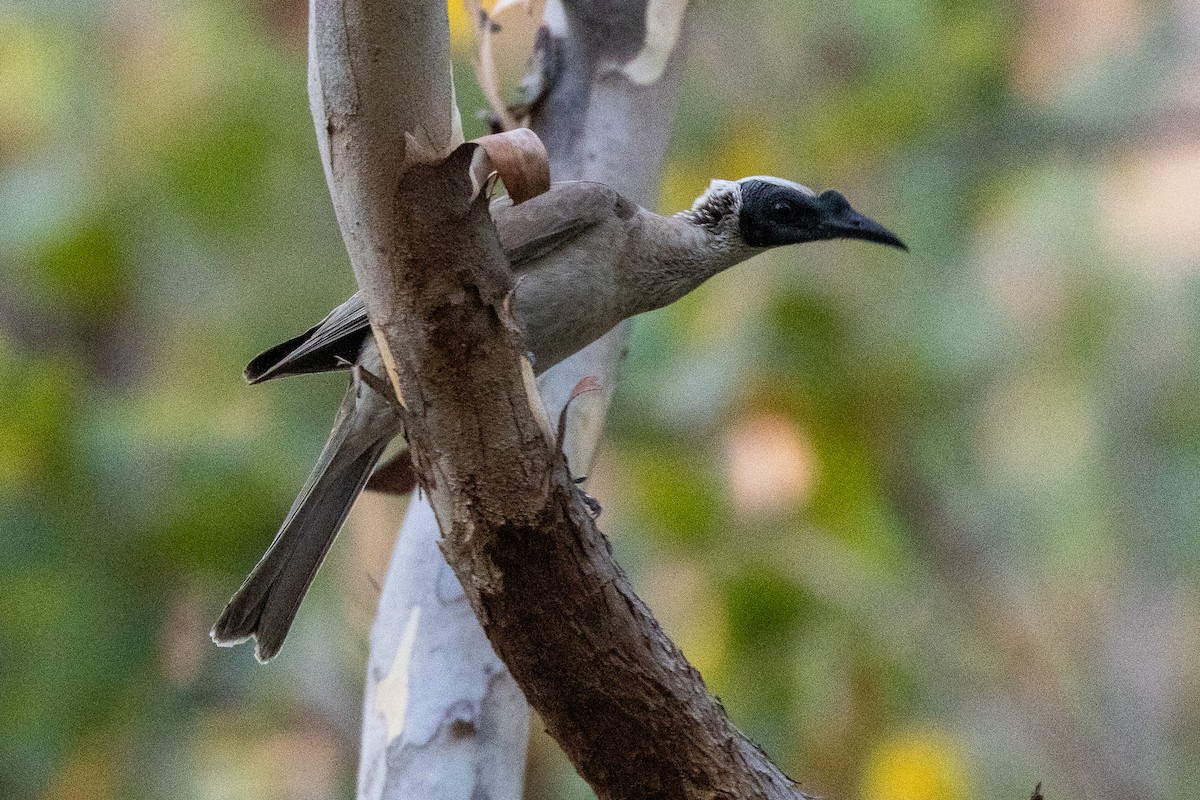 Filemón Coronado - ML646603697