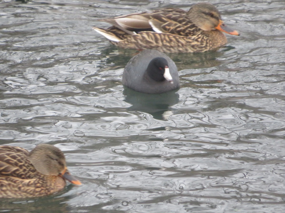 American Coot - ML646603699
