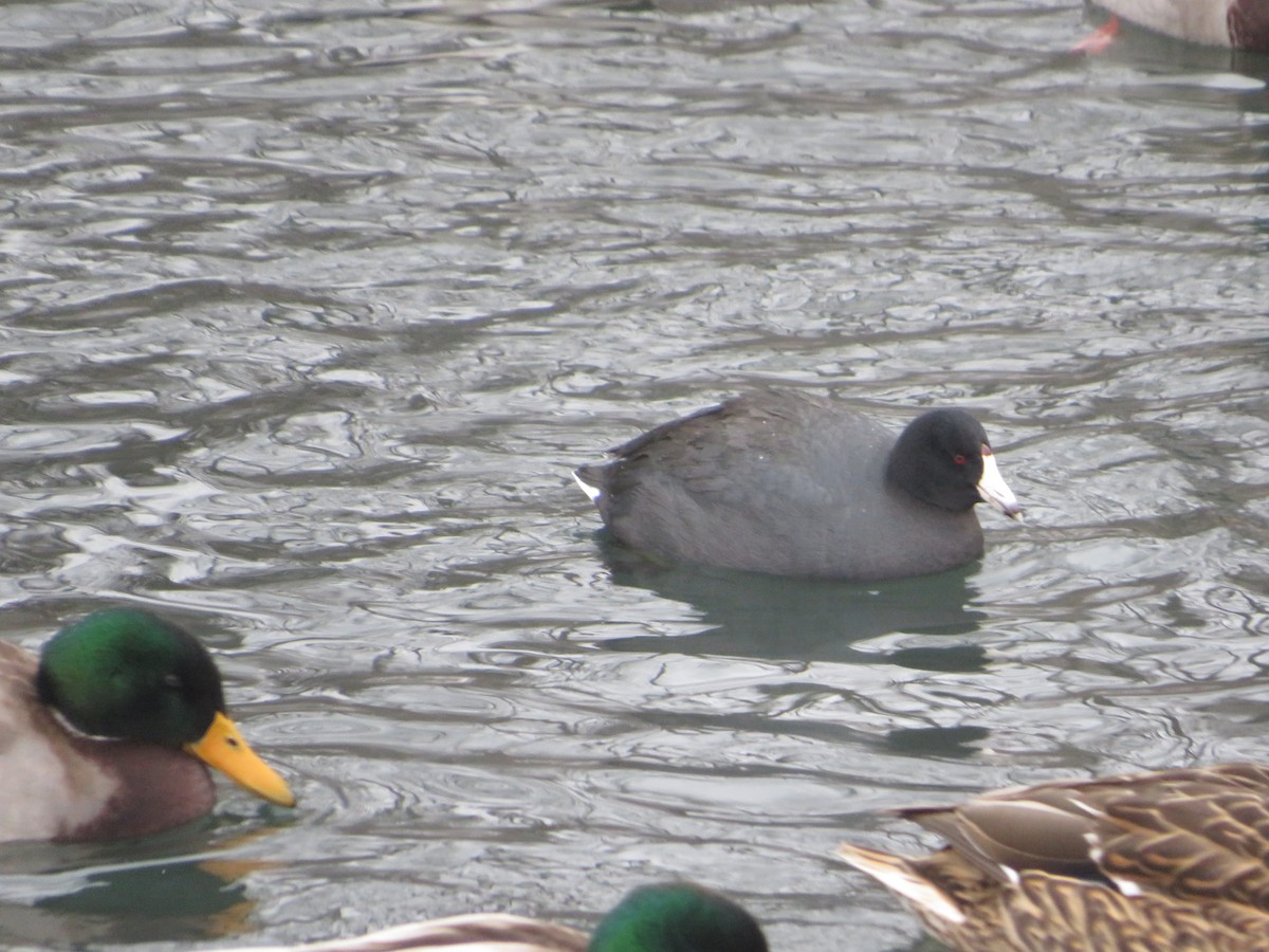 American Coot - ML646603700
