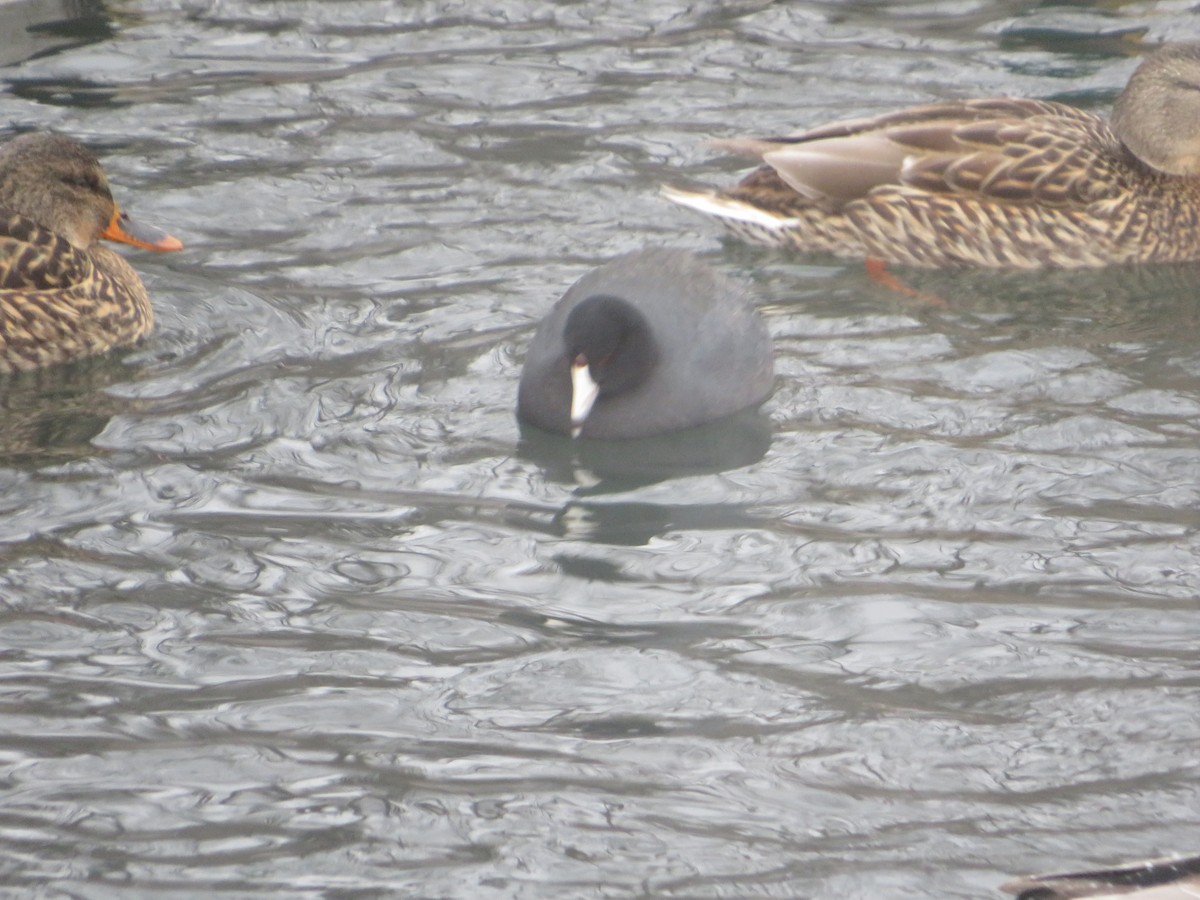 American Coot - ML646603701