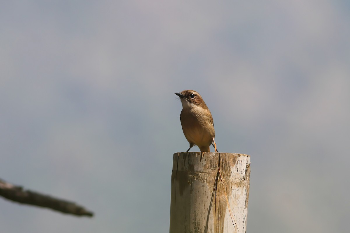 Gray Bushchat - ML646603702