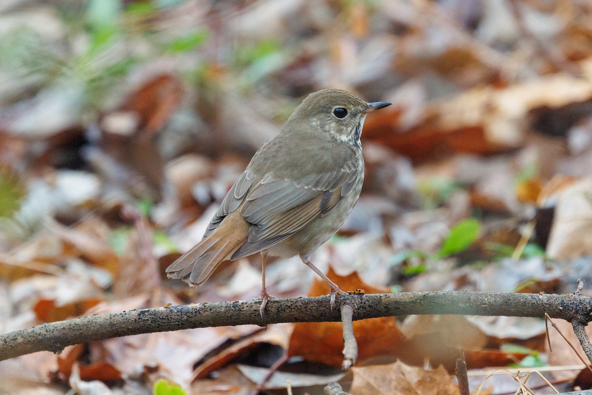 drozd rezavoocasý - ML646603703