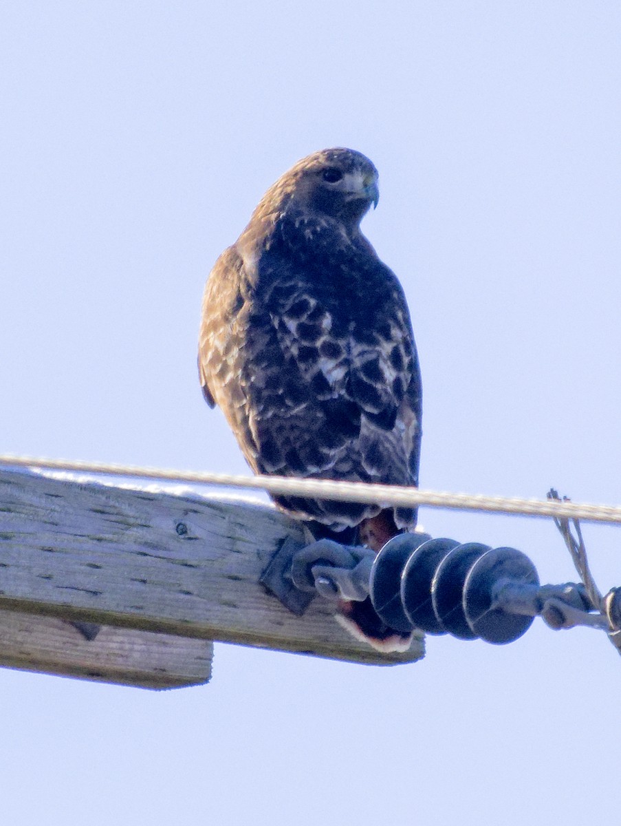 Red-tailed Hawk (abieticola) - ML646603705