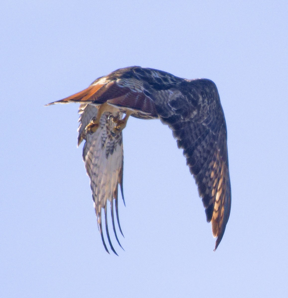 Red-tailed Hawk (abieticola) - ML646603706