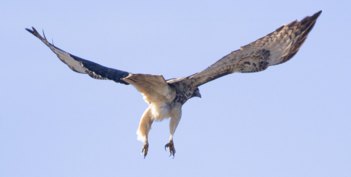 Red-tailed Hawk (abieticola) - ML646603707