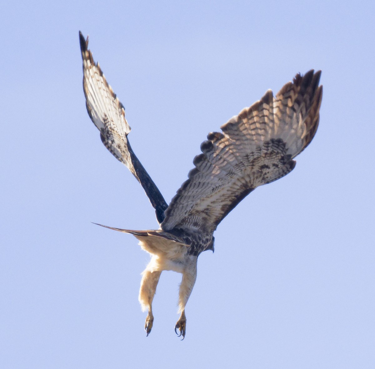 Red-tailed Hawk (abieticola) - ML646603708