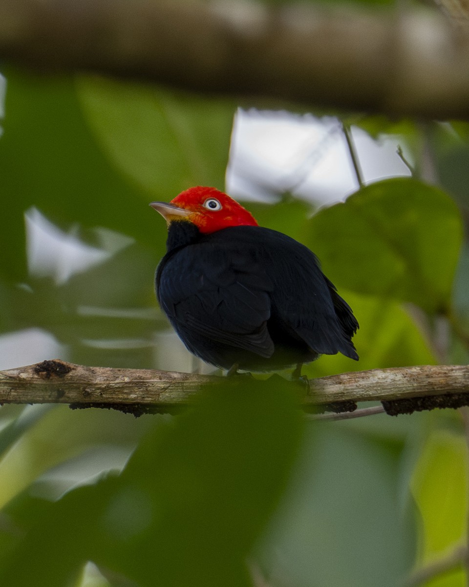 Manakin à cuisses jaunes - ML646603710