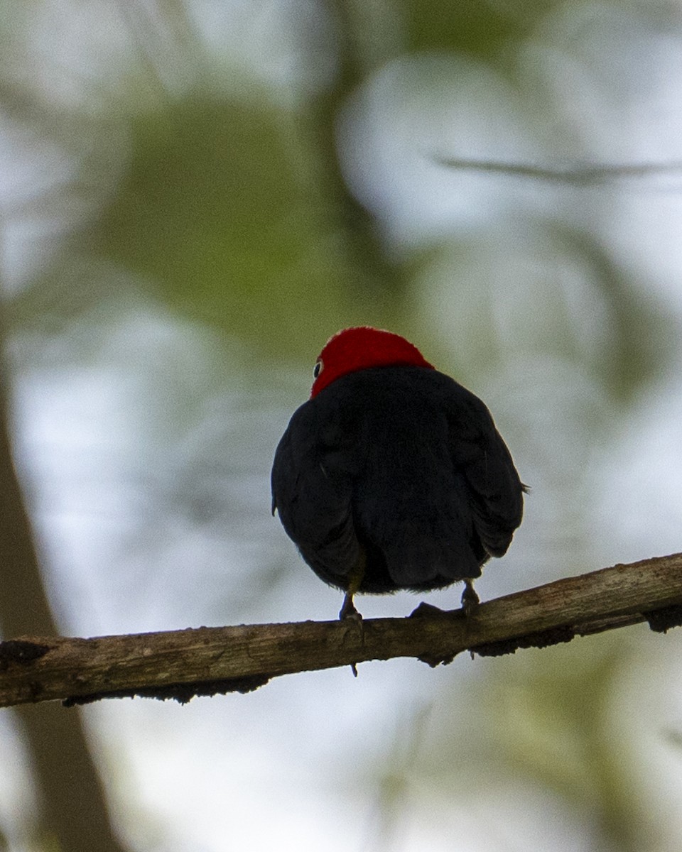 Manakin à cuisses jaunes - ML646603711