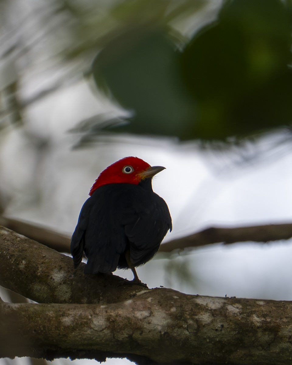 Manakin à cuisses jaunes - ML646603712