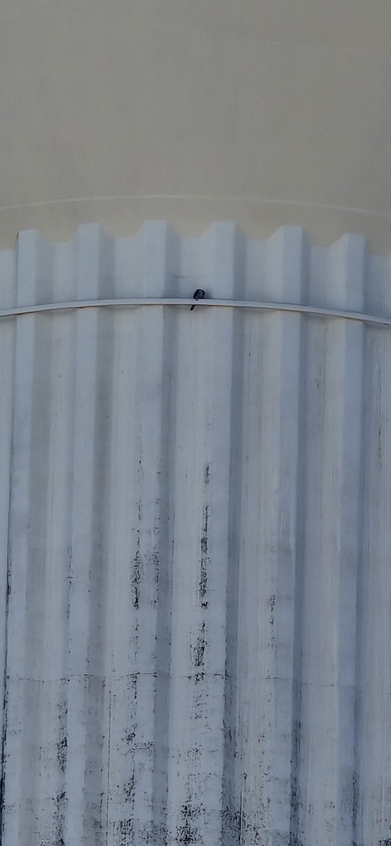 Peregrine Falcon - ML646603714